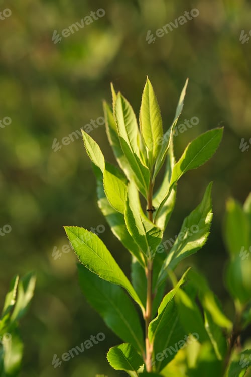 Preview: A branch with young leaves in natural conditions in spring.