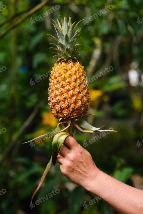 Preview: Person points at ripe pineapple while holding it in a lush green garden during daytime showcasing