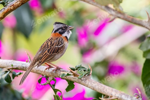 Preview: Sparrow singing while perched in the middle of a garden. Species Rufous-collared Sparrow