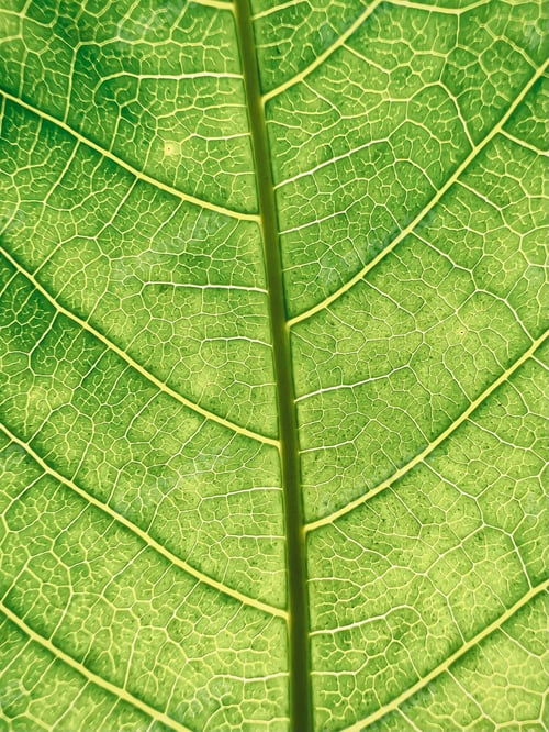Preview: close up green leaf texture