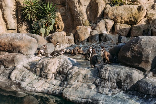 Preview: group of pinguins lazing on rocks in zoo, barcelona, spain