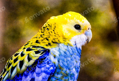 Preview: Closeup shot of a parrot with beautiful colorful feathers in Canary islands, Spain