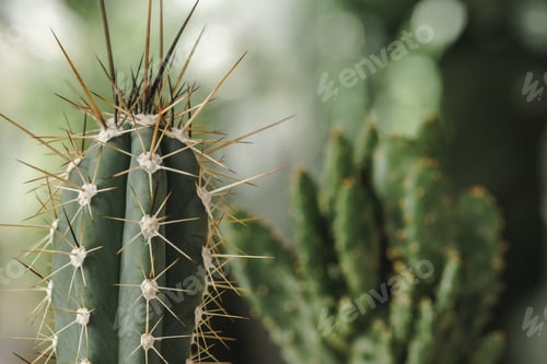 Preview: Mini cactus plant potted on blurred garden background