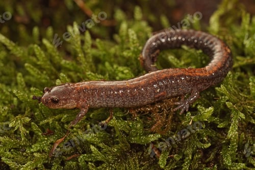 Preview: Full body closeup on an adult Eastern red backed salamander, Plethodon cinereus on green moss