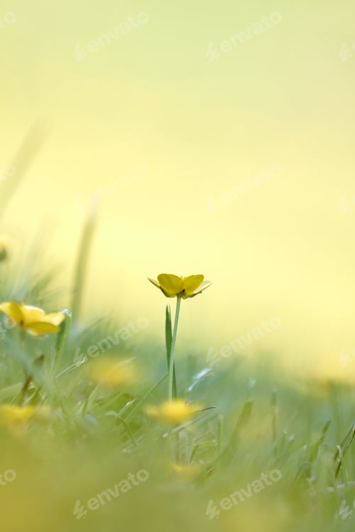 Preview: Isolated Buttercup