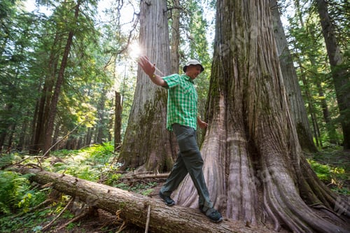 Preview: Hike in the forest