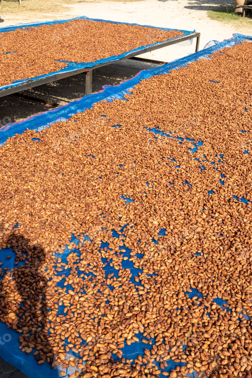 Preview: Theobroma cacao is the scientific name given to the cacao tree or cacao tree