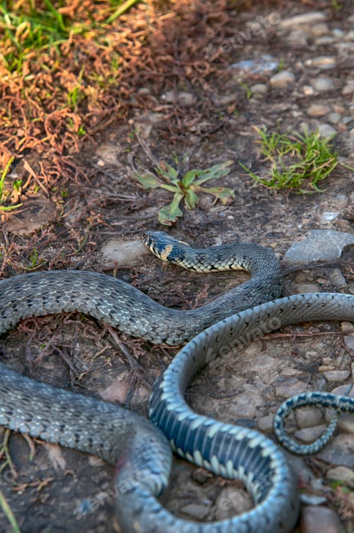 Preview: Grass Snake Slithering Through Undergrowth on Sunny Day