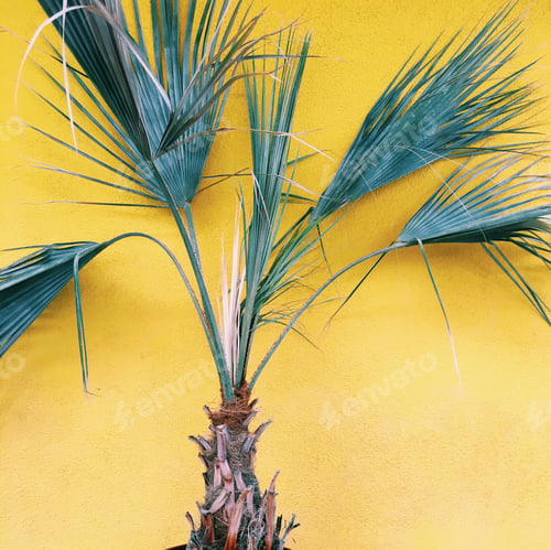 Preview: Palm Springs