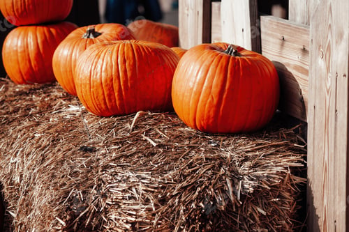 Preview: Orange pumpkins for halloween sale at an outdoor market in autumn season