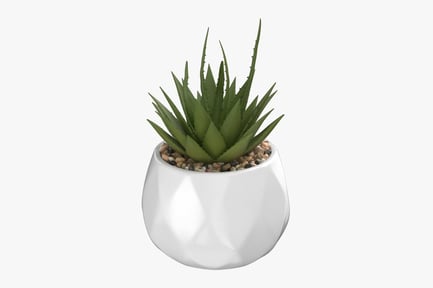 Preview: Potted Succulent Plant in White Faceted Ceramic Pot