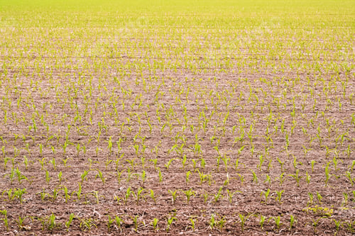 Preview: sprouts field