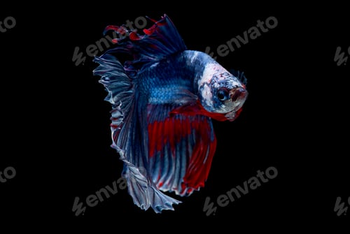 Preview: Colorful with main color of blue red and white betta fish, Siamese fighting fish