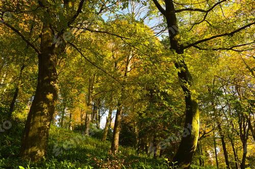 Preview: Trees in woodland in late summer, afternoon light