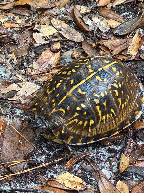 Preview: Closeup shot of an ornate box turtle, Terrapene ornata ornata.