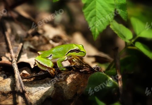 Preview: Green Tree Frog