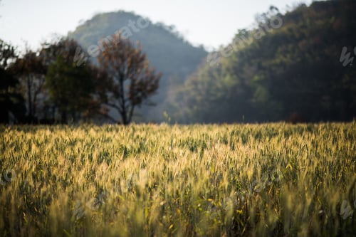 Preview: field of wheat farm