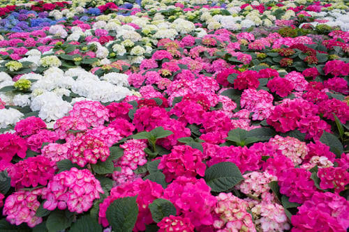 Preview: Plantation with flowers, hydrangea. Commercial cultivation of flowers in a greenhouse