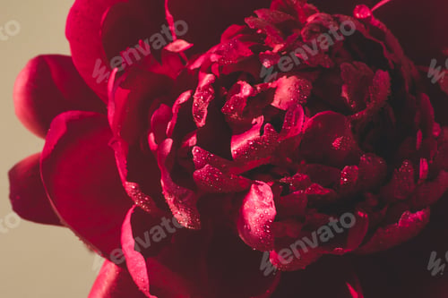 Preview: Red pink flowers peonies close-up. Vintage toning