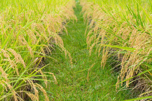 Preview: Paddy Rice field