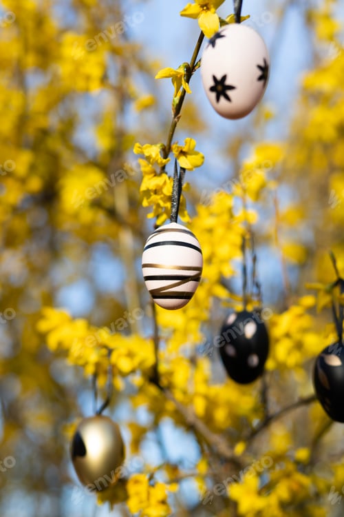 Preview: easter eggs hanging on laburnum tree