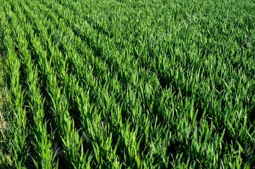 Preview: rows illuminated by the sun green shoots of wheat, vegetation, field in spring