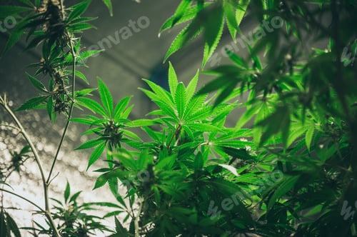 Preview: Experiments for the production of marijuana for medical use, hemp weed crop