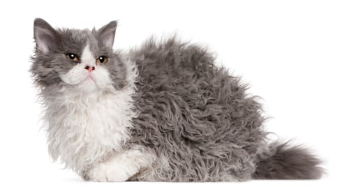 Preview: Selkirk Rex (5 months old), British Longhair kitten (3 months ol