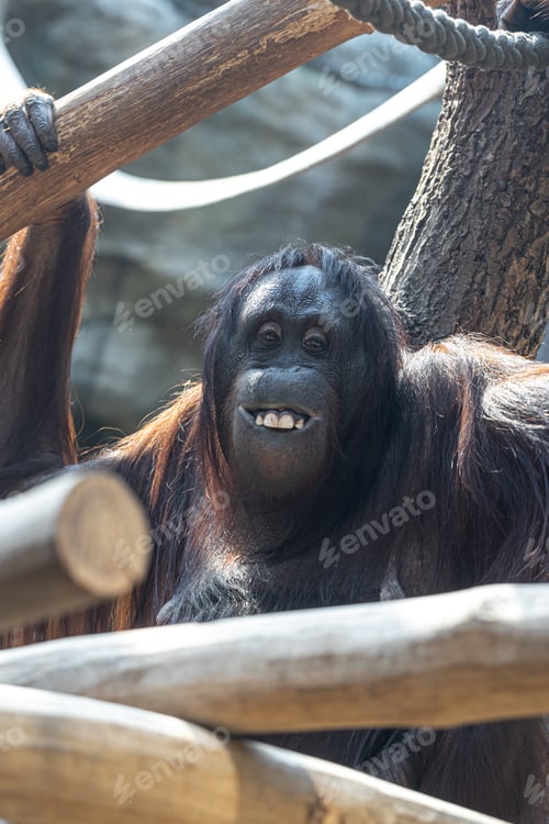 Preview: Funny monkey with a funny smile in the zoo.