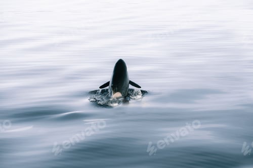 Preview: Beautiful shot of a killer orca whale sighting swimming in dark waters in Alaska
