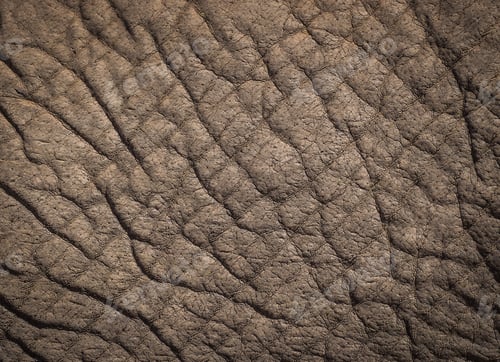 Preview: The textured skin of an elephant, Loxodonta africana