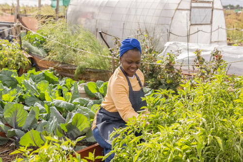 Preview: Young Woman Smiling in Lush Vegetable Garden