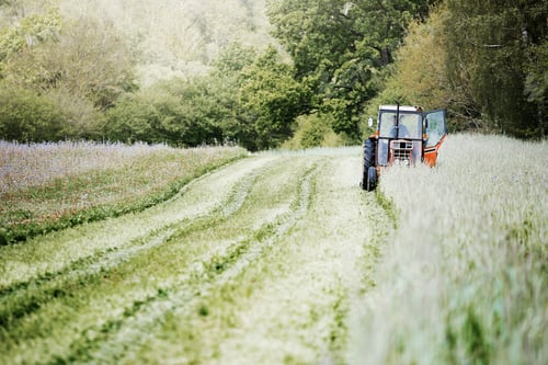 Preview: A tractor cutting a swathe through tall grasses and flowers in a field.