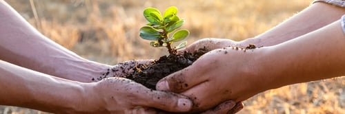 Preview: Hand of people helping plant the seedlings tree to preserve natural environment while working save