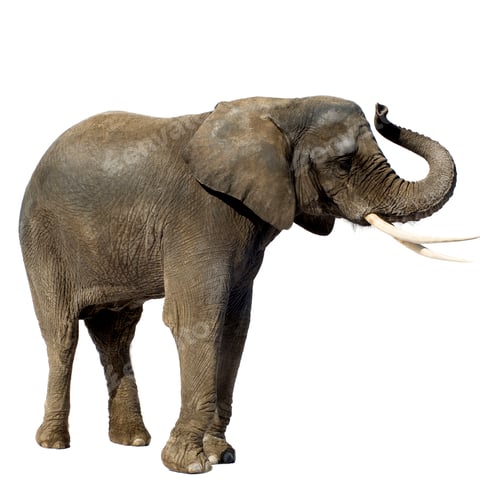 Preview: Elephant