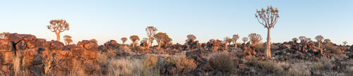 Preview: Panoramic view of quiver tree forest at Garas near Keetmanshoop