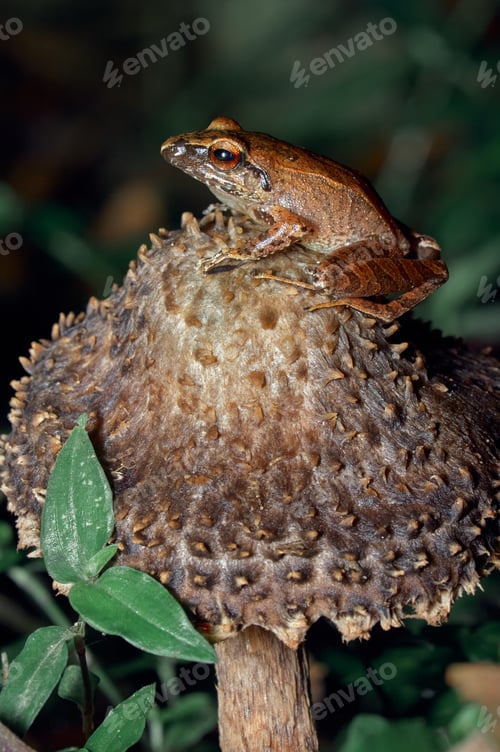 Vista previa: Frog resting on a mushroom