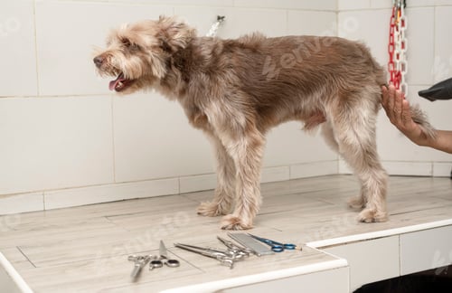 Preview: Dog Getting Groomed on Table with Scissors