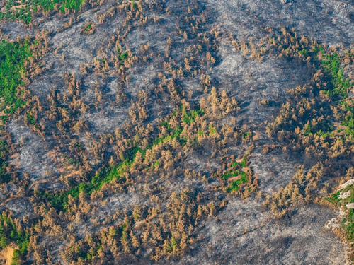 Preview: Aerial view of forest trees regrowing after forest fire. Turkey, izmir
