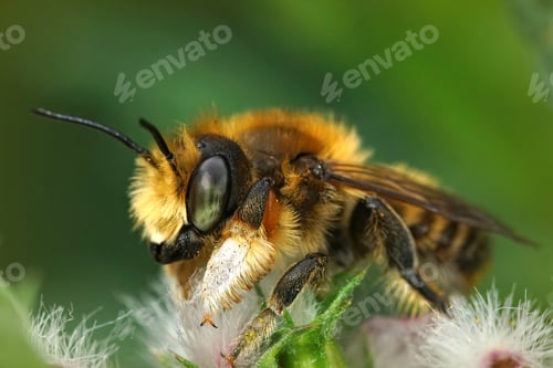 Preview: Closeup of a male Willughby's leaf-cutter bee, megachile willughbiella on a flower