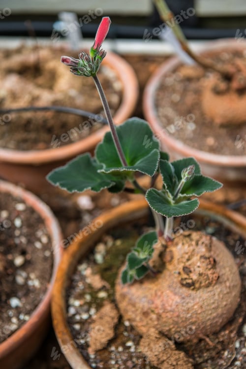 Preview: selective focus of potted plant with green leaves and pink flower