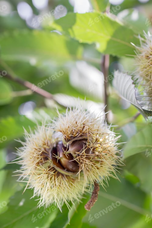 Preview: Chestnut