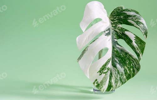 Preview: Monstera leaf isolated in an empty background, concept for design