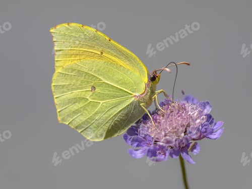 Preview: Cleopatra butterfly feeding on flower