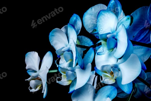 Preview: Blue orchid