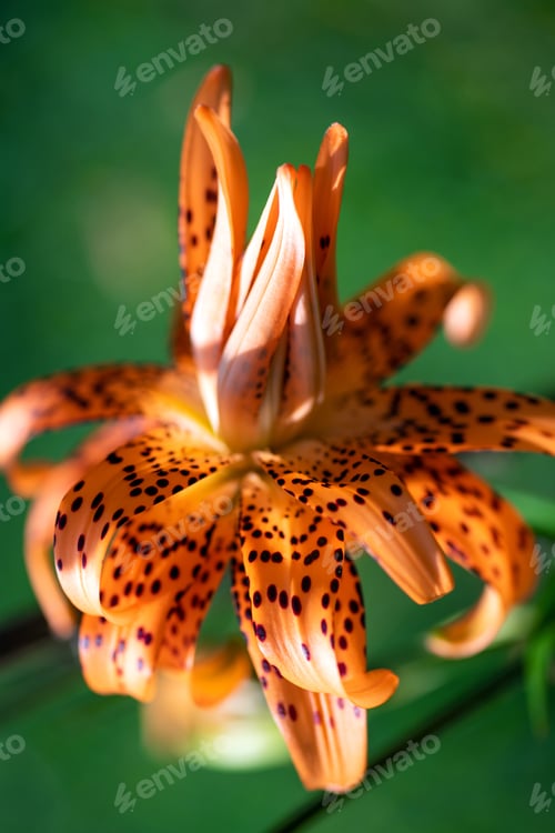 Preview: Beautiful orange Lily flower on green background. Blooming orange tropical flower tiger lily