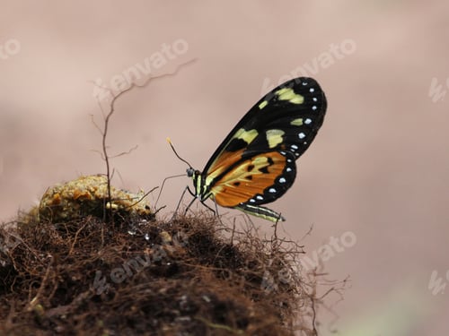 Preview: Multicolor butterfly in the beauty of Spring