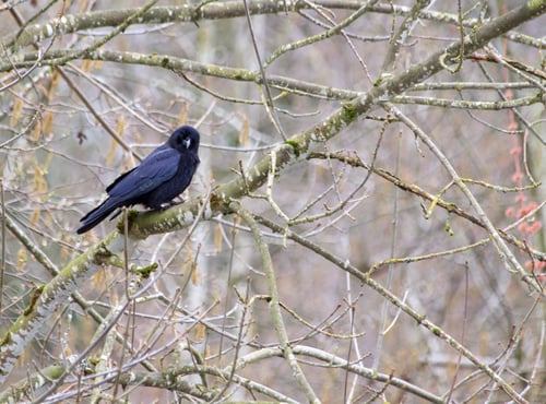 Preview: Spring Crow