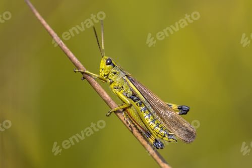 Preview: Large marsh grasshopper