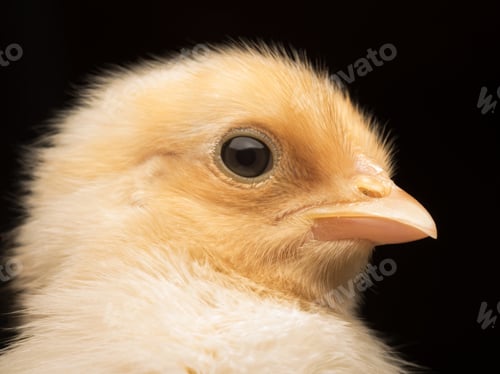Preview: Closeup shot of an adorable baby chicken isolated on a black background